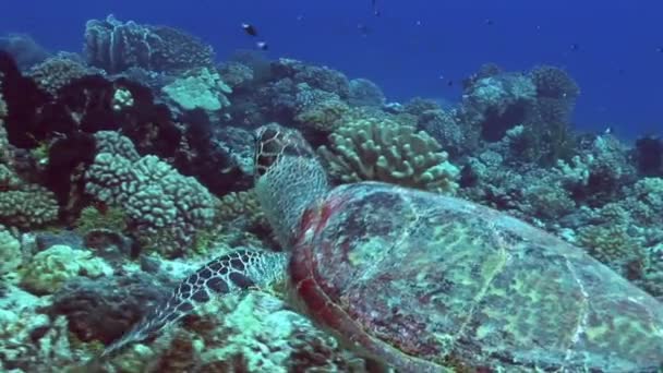 Hawksbill turtle looking for food on a tropical reef — Stock Video