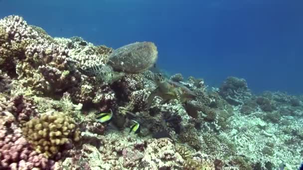 Tortues imbriquées nageant sur un récif tropical — Video