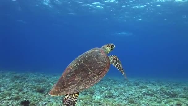 Falkenschildkröte schwimmt zum Atmen an die Oberfläche — Stockvideo