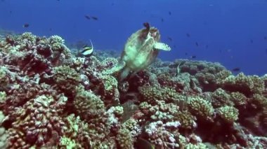 Hawksbill kaplumbağa üzerinde sünger beslerken takla yapım saygısız
