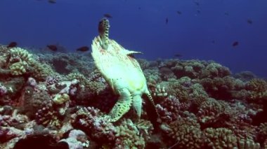 Hawksbill kaplumbağa üzerinde sünger beslerken takla yapım saygısız