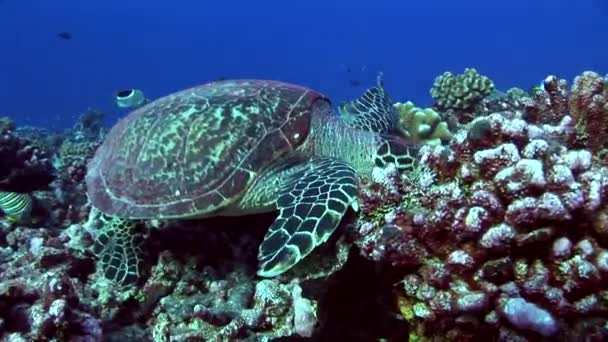 Tartaruga Hawksbill alimentando-se de um recife tropical — Vídeo de Stock