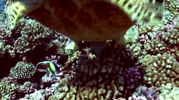 Hawksbill tortue retournant faire des sauts périlleux tout en se nourrissant d'éponges — Video