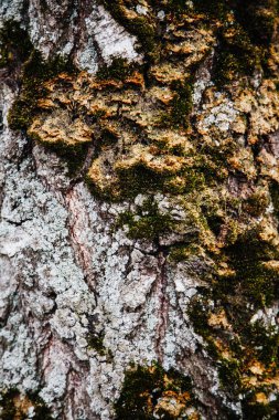 Bir ağaç kabuğunun yosunlu yakın plan görüntüsü.