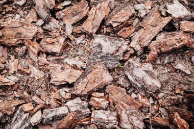 Kahverengi ağaç kabuğu parçaları