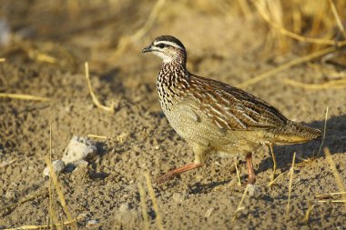 Tepeli Turaç etkin Milli Parkı'nda