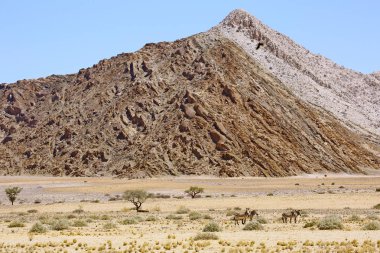 Zebralar ve Namibya manzara