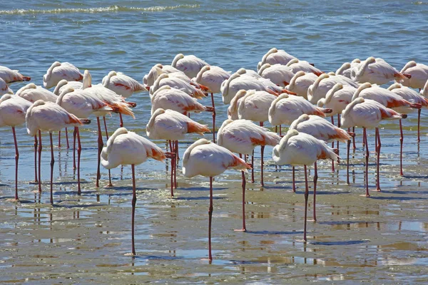 Flamingos descansando em Walvis Bay, Namíbia — Fotografia de Stock