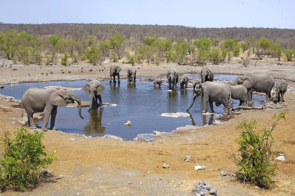 Kudde olifanten op een waterput in Etosha — Stockfoto