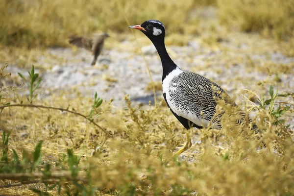 エトーシャ国立公園 ナミビアで北部の黒 Korhaan — ストック写真