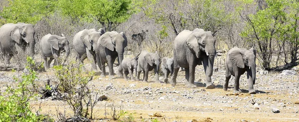 エトーシャ国立公園、ナミビアに移動する象の群れ — ストック写真