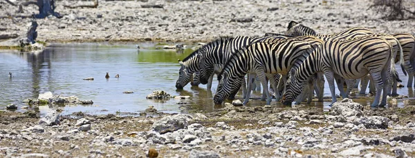 Zebras em um buraco de água no Parque Nacional de Etosha — Fotografia de Stock