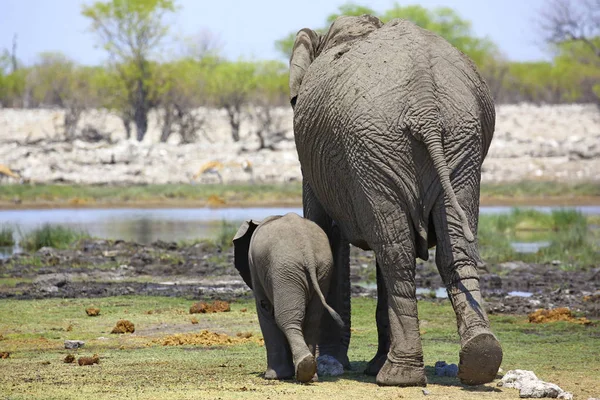 Rug van moederolifant en baby, Namibië — Stockfoto