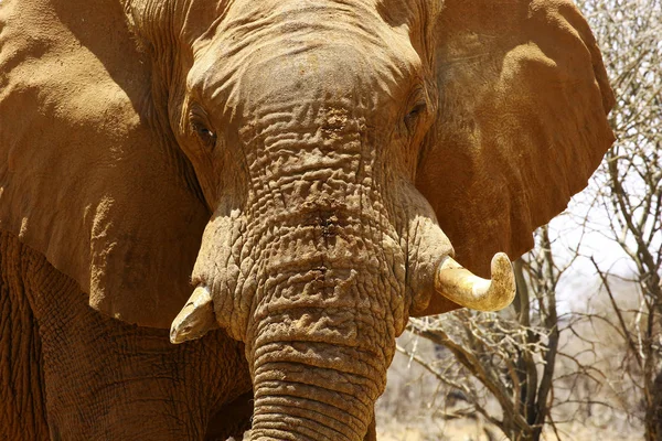 Close-up van olifant te kijken naar de camera — Stockfoto