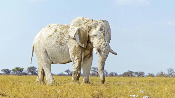 Elefante branco em Etosha — Fotografia de Stock