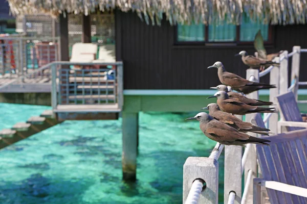 栖息在栅栏，在法属波利尼西亚莫雷阿岛上的棕色 noddies — 图库照片