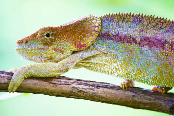 Velký chameleon s krásnou pleť — Stock fotografie