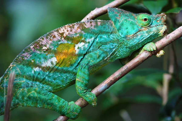 Close-up of Parson`s chameleon of Madagascar — Stock Photo, Image