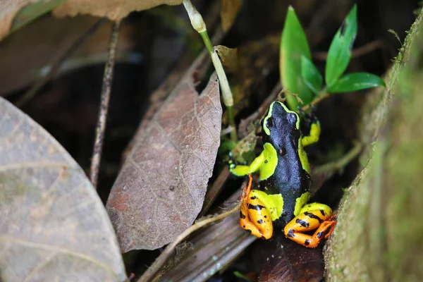 Мантелла барона, разноцветная лягушка Мадагаскара — стоковое фото