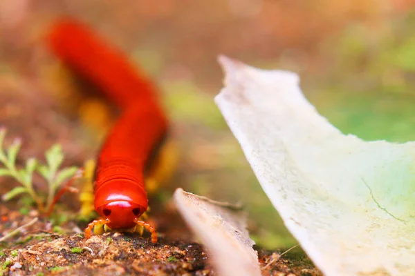 Front view of beautiful red millipede of Madagascar — Stock Photo, Image