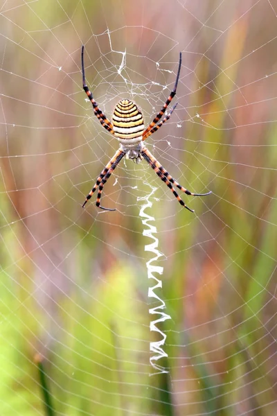 Gyönyörű pók, Madagaszkár és a web — Stock Fotó