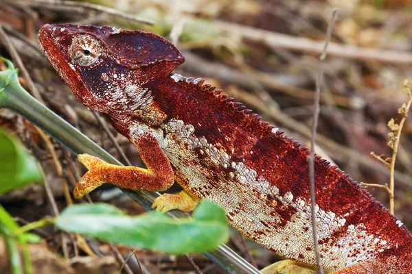 Oustalet`s chameleon with red, white and yellow skin — Stock Photo, Image