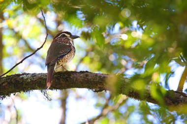 Kısa bacaklı Madagaskar zemin-silindir, tropik kuşu