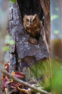Madagaskar screech baykuş dikey kompozisyon