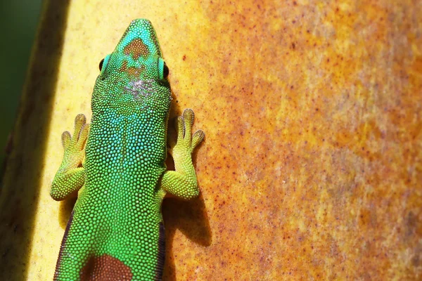 Närbild av färgglada gecko i Madagaskar — Stockfoto