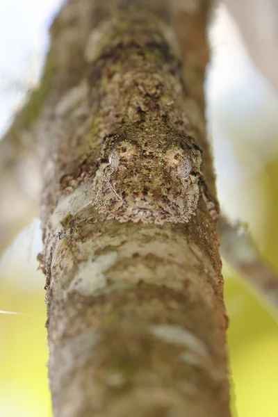 Mechový list kvadrát gecko, mimetická plazů Madagaskaru — Stock fotografie