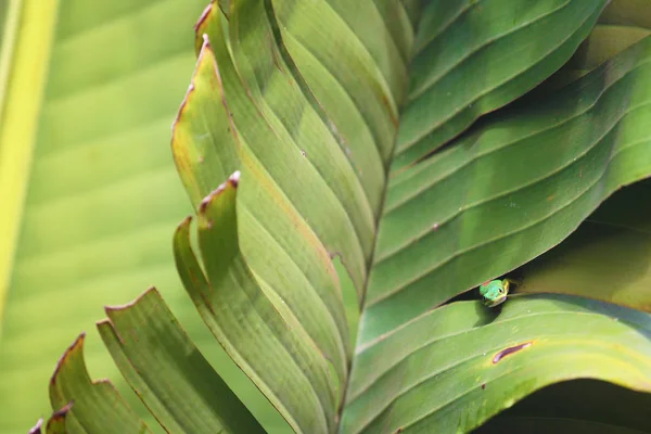 부분적으로 큰 손바닥에 숨겨진 작은 도마뱀 나뭇잎 — 스톡 사진