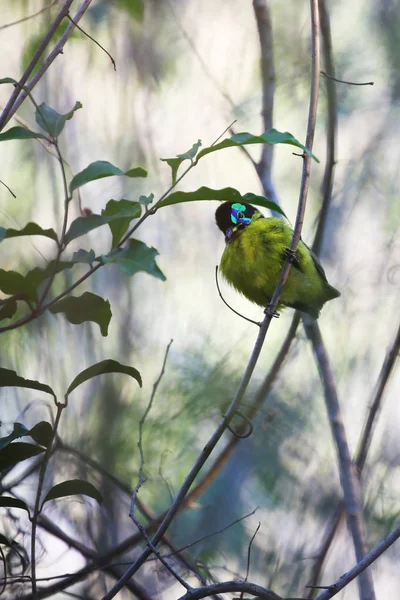 L'asità di Schlegel, bellissimo uccello del Madagascar — Foto Stock