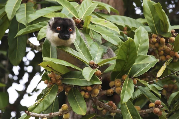 Lemure bruno comune su un albero di fico in Madagascar — Foto Stock