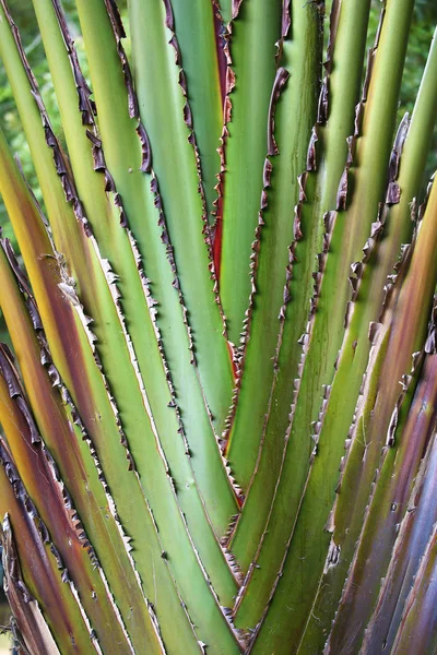 Detail aus einer Ravenala-Palme in Madagaskar — Stockfoto