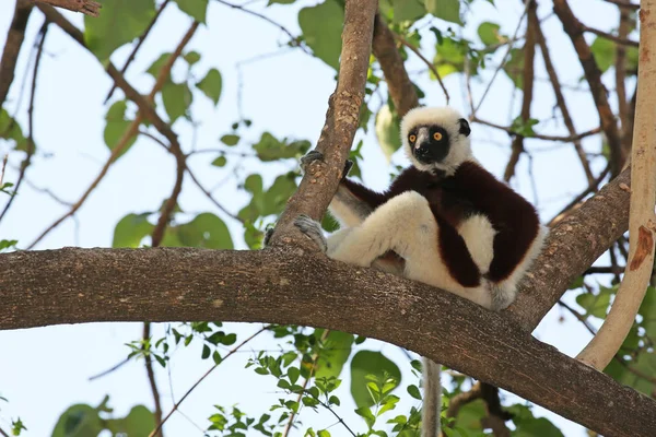 Bellissimo lemure, il sifaka di Coquerel, seduto su un ramo — Foto Stock