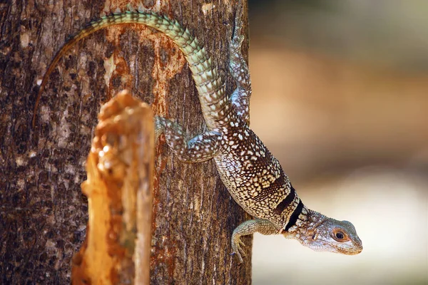 Gekraagde leguaan op een boomstam, Madagaskar — Stockfoto