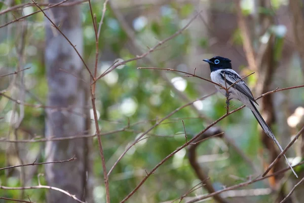 Beatiful macho Madagascar Paraíso Flycatcher — Fotografia de Stock
