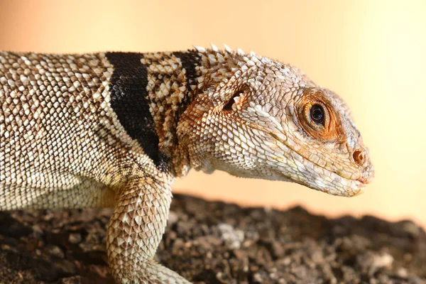 Hoofd van een Gekraagde leguaan op zoek naar jou, Madagaskar — Stockfoto