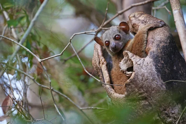 Lemur guarda fuori dal suo buco — Foto Stock