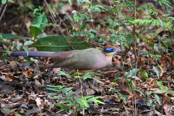Rotkopfcoua, endemischer Madagaskar-Vogel — Stockfoto