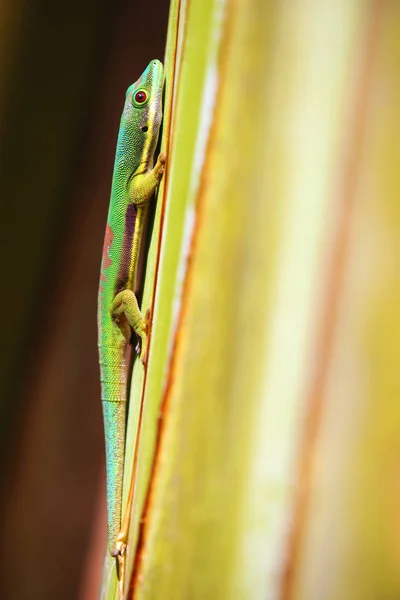 Zijaanzicht van kleurrijke gecko van Madagaskar — Stockfoto