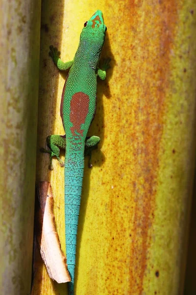 Colorful gecko of Madagascar in vertical image — Stock Photo, Image