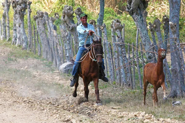 Najasa Cuba Maart 2018 Cubaanse Cowboy Wilt Lasso Een Veulen — Stockfoto