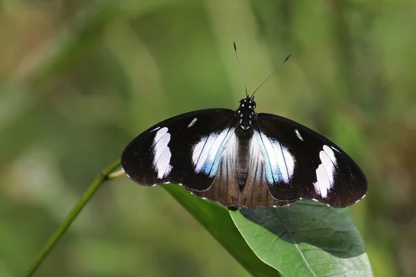 Mariposa Blanca Negra Ghana — Foto de Stock