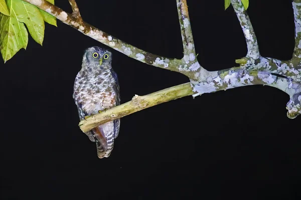 Akun Búho Águila Por Noche Ghana — Foto de Stock