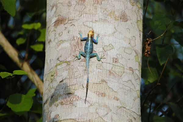 Colorful Agama Lizard Climbing Trunk Ghana — Stock Photo, Image