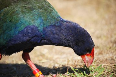 Güney Adası Takahe, Endemic New Zealand kuşunun profili