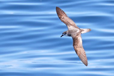 Pycroft 'un fırtına kuşu Yeni Zelanda açıklarında uçuyor.