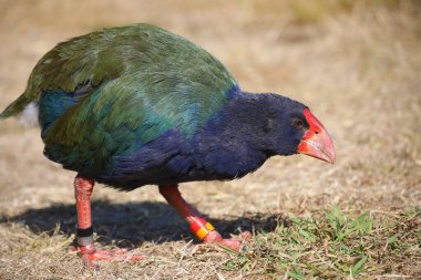 Takahe, renkli endemik Yeni Zelanda kuşu