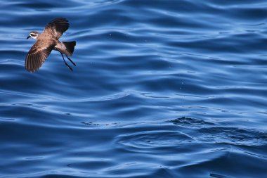 Beyaz yüzlü fırtına fırtınası Yeni Zelanda açıklarında uçuyor.